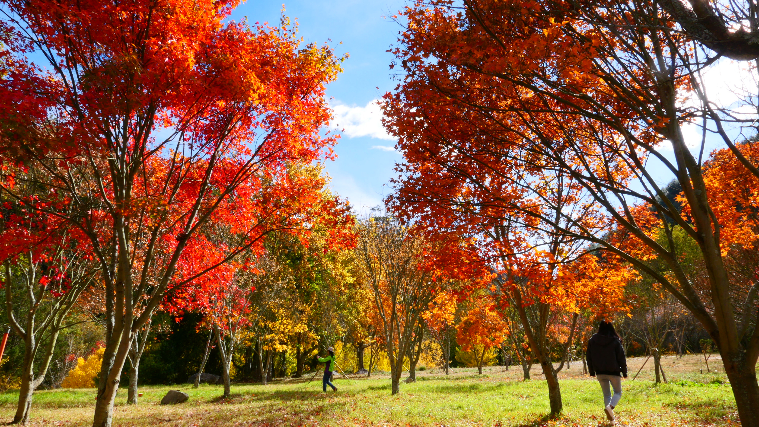 wuling-farm