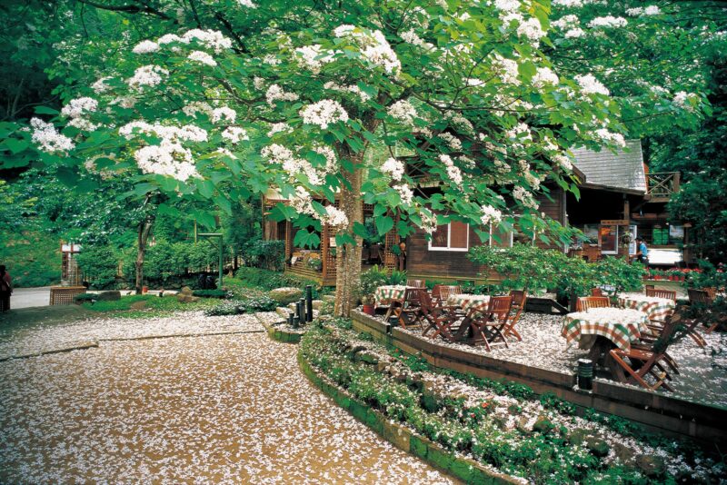 澎湖海上花火節8-800×533 澎湖海上花火節8