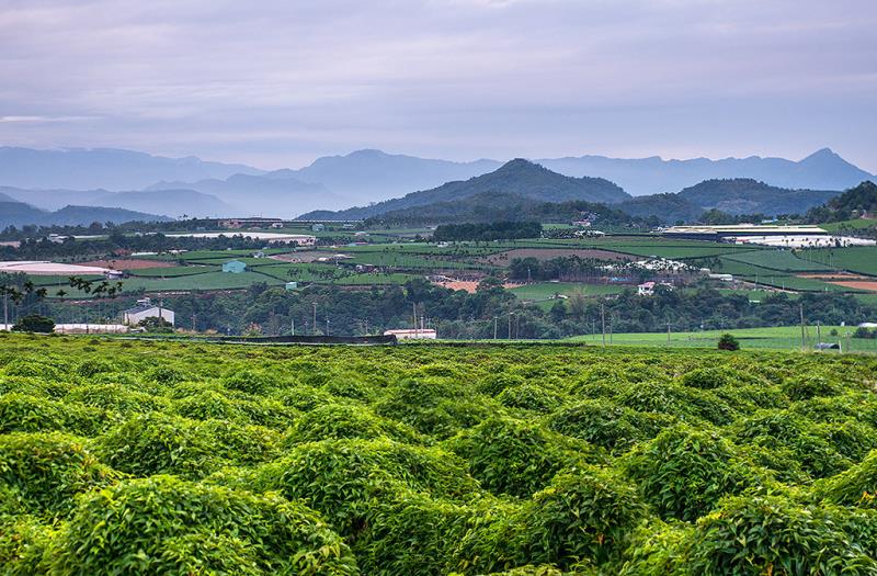 Guguan/Puli/Lishan